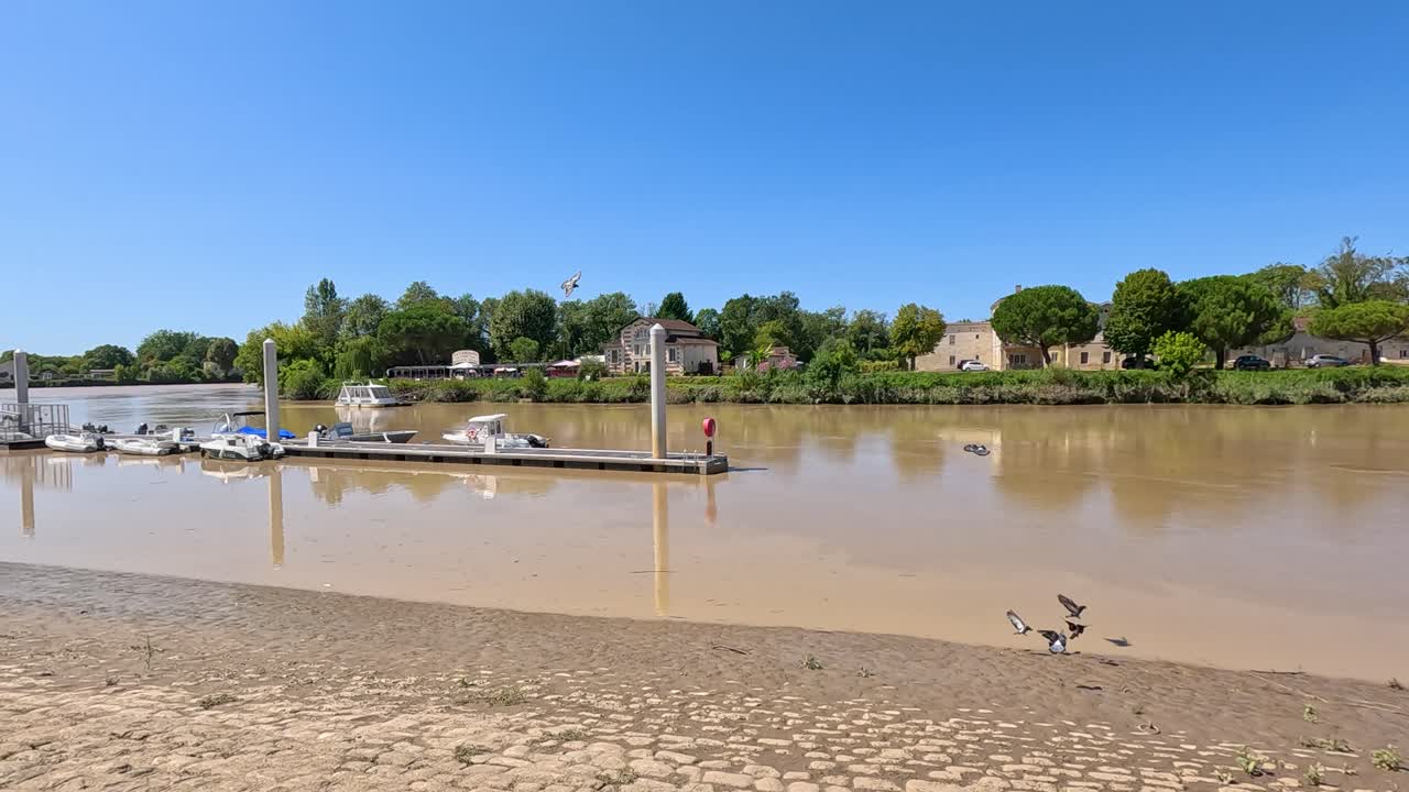 비둘기 들 이 리부른 의 진 이 가득 한 강 근처 에 모여 있다