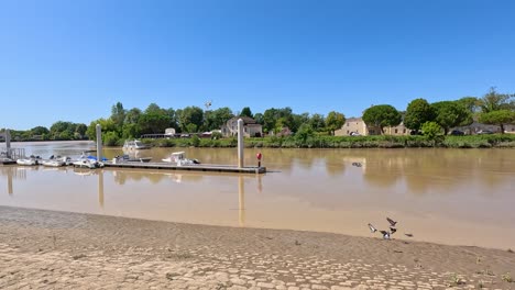 pigeons gather near a muddy river in libourne