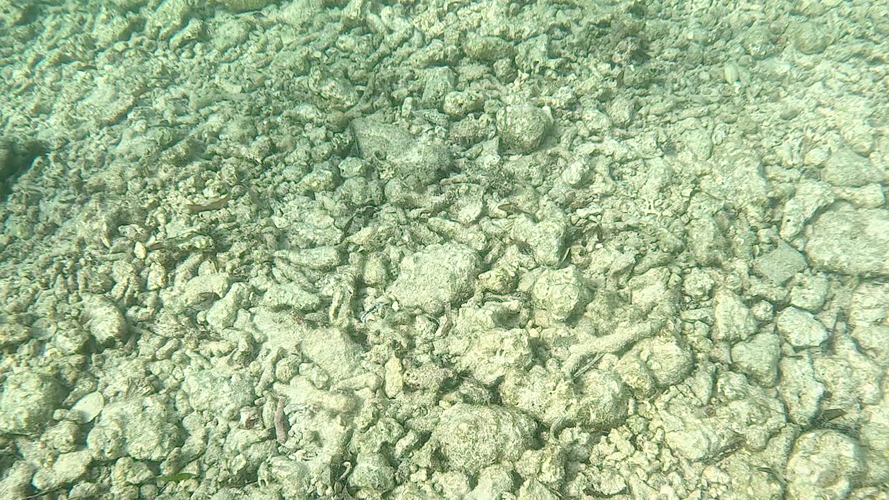 Dead coral rubble on a damaged reef.