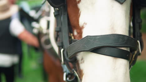 close up of carriage horse face in bokeh meadow landscape