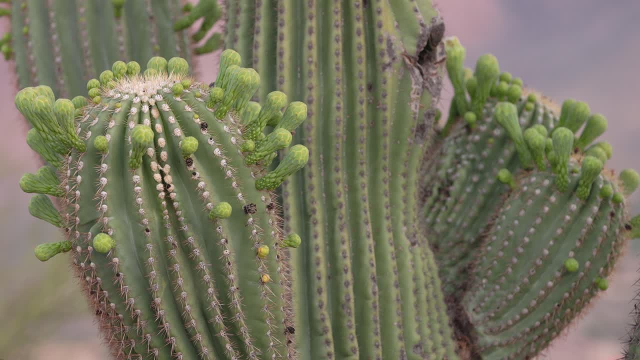 primer plano detallado de cacto saguaro