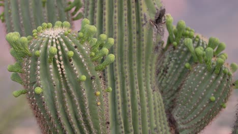 detailed close up shot of saguaro cactus