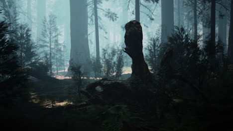 sol de la tarde en el bosque de pinos