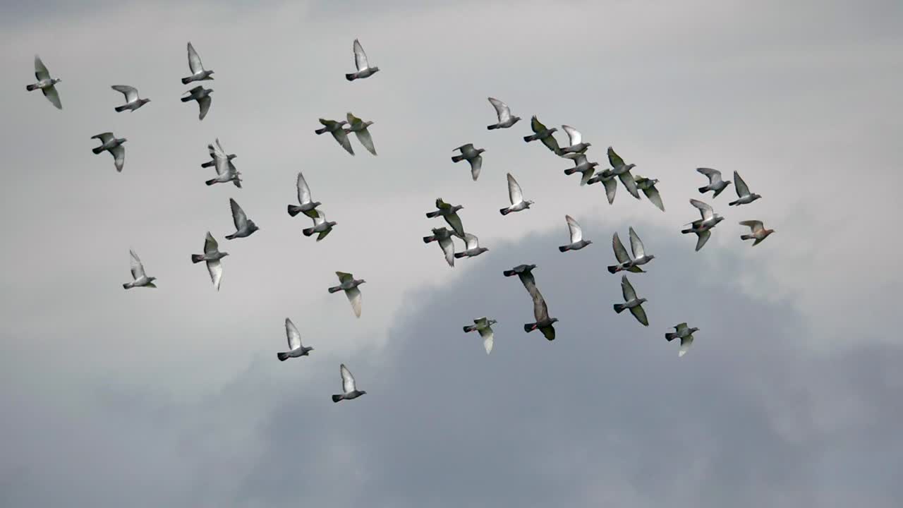Slowmotion view of many pigeons gliding in a Cloudy Sky and looking for food