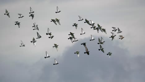 slowmotion view of many pigeons gliding in a cloudy sky and looking for food