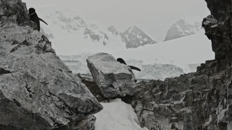 Moving-shot-with-walking-penguin-among-the-rocks-on-top-of-a-hill,-beautiful-view