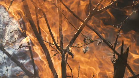 waldfeuer in nahaufnahme. die zweige von sträuchern und bäumen brennen und rauchen. waldfeuer verursacht durch brandstiftung oder natur. aufgenommen mit einer super-slow-motion-kamera 1000 fps.