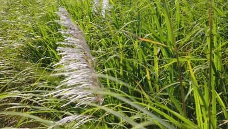 Una-Toma-En-Cámara-Lenta-De-Las-Plantas-De-Caña-De-Azúcar-Moviéndose-En-El-Viento