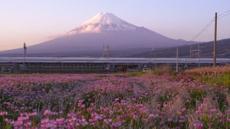 Shinkansen,-Der-Auf-Den-Bahngleisen-In-Der-Nähe-Eines-Blumenfeldes-In-Japan-Vorbeifährt,-Mit-Dem-Malerischen-Berg-Fuji-Im-Hintergrund---Mittlere-Aufnahme