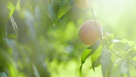 a fresh peach is on the branch in th summer morning