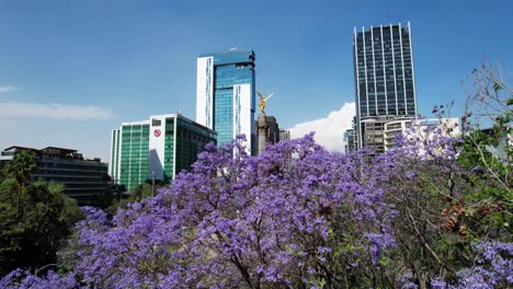 shot of jacaranda near angel de la independencia at mexico city