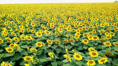 beautiful sunflowers growing in the field and the wind rocking green plants. large area of yellow flowers in the rural place for farming. agriculture. camera moves forward.
