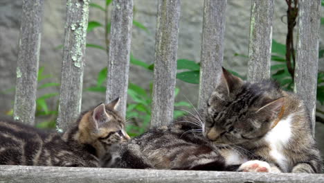 mother cat grooms herself with playful kitten. they look off-camera.