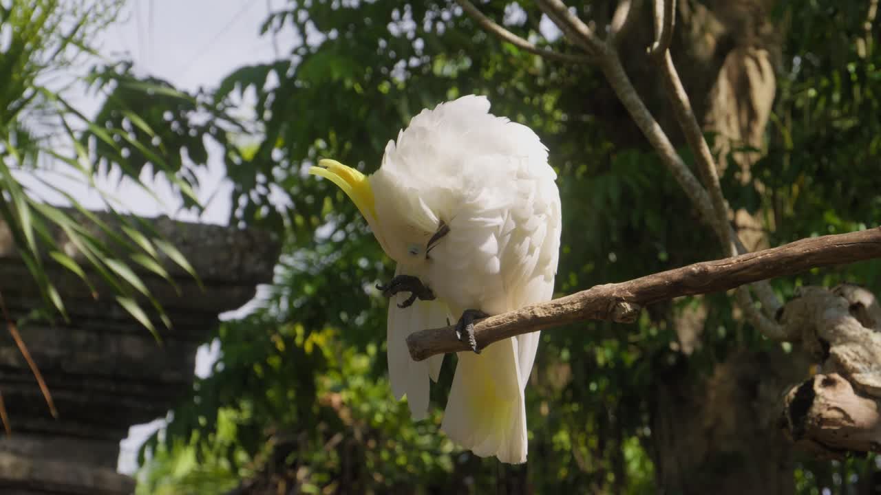 una cacatúa blanca se encuentra en una rama de un árbol, limpiando sus plumas