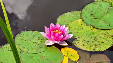 pink lotus flower floating on a pond surrounded by green lily pads