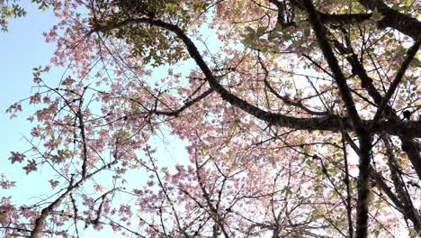 hojas rosas de cerezo agrio, prunus cerasoides, panorámica de ángulo bajo con cielo azul