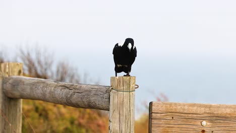 An Australian magpie perches on a wooden fence by the coast. Bright daylight illuminates the bird against a blurred natural background