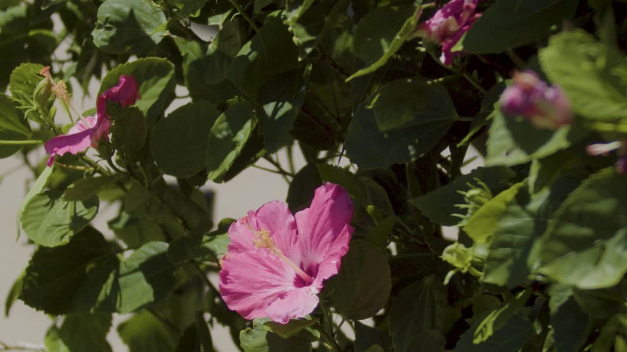 close up on hibiscus flower