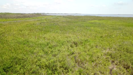 Wetlands-of-northeast-Argentina-shooted-with-drone