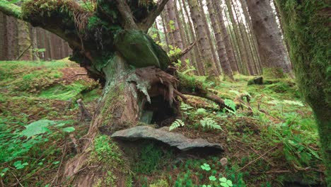 movimiento lento hacia adelante por encima del suelo del bosque cubierto de musgo hacia el tronco del árbol en descomposición