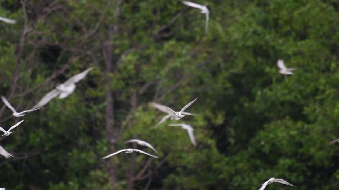 제비갈매기는 전 세계 바다, 강 및 기타 더 넓은 수역에서 볼 수 있는 바닷새입니다.