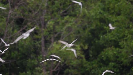 Los-Charranes-Son-Aves-Marinas-Que-Se-Pueden-Encontrar-En-Todo-El-Mundo-En-El-Mar,-Ríos-Y-Otros-Cuerpos-De-Agua-Más-Amplios