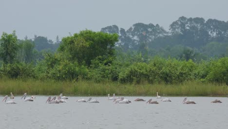 Flock-moving-to-the-left-while-others-move-to-the-right-and-tucking-their-heads-into-their-bodies-as-they-sleep,-Spot-billed-Pelican-or-Gray-Pelican-Pelecanus-philippensis,-Thailand