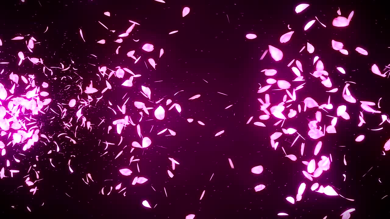 장미색 배경에 떨어지는 체리 꽃 잎, 루프 글리터 애니메이션
