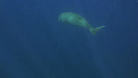 dugong swimming underwater