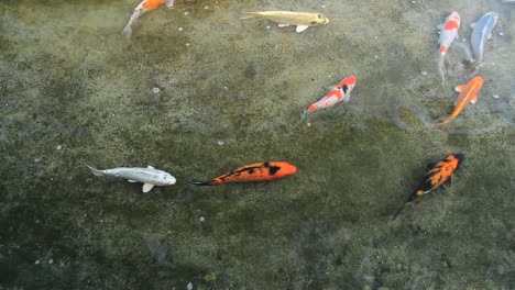 a collection of koi fish in a clear and choppy pond