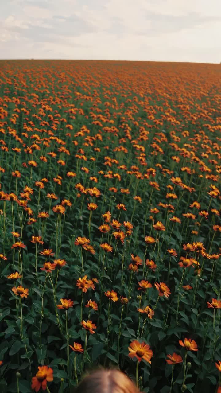 Scatto grandangolare di un vasto campo di fiori arancioni sotto un cielo nuvoloso, che cattura una scena serena e cinematografica