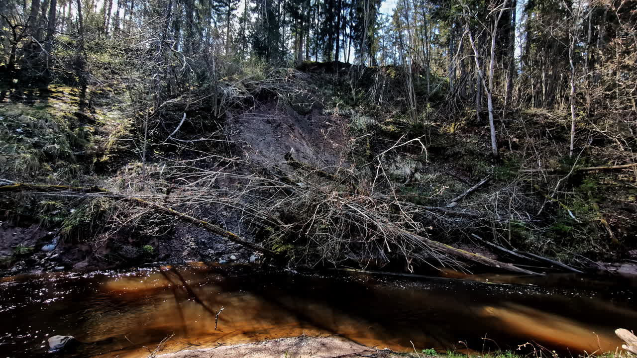 Steep forest slope with fallen trees and muddy stream near Cēsis in Gauja National Park. Cēsis, Latvia