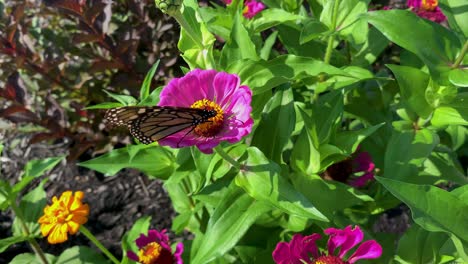 Mariposa-Monarca---Una-Mariposa-Monarca-Alimentándose-De-Flores-Rosas-Zenia-En-Un-Jardín-De-Verano