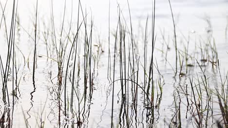 Cinematic-Nature-B-Roll-Aufnahmen-Von-Gras-Im-Wasser,-Das-Sich-Zusammen-Mit-Der-Strömung-Und-Den-Gezeiten-Im-Sumpf-Wiegt,-In-Nahaufnahme-Und-Gegen-Das-Licht-Aufgenommen