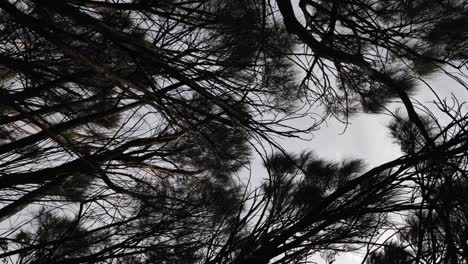 slow motion pan looking up into moody tree canopy branches in outdoor forest woods slowly swaying during windy moody autumn day