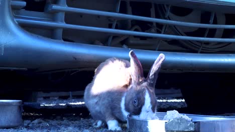 Una-Foto-Fija-De-Un-Conejo-Marrón-Comiendo-De-Un-Plato-Metálico-Debajo-De-Un-Auto-Viejo