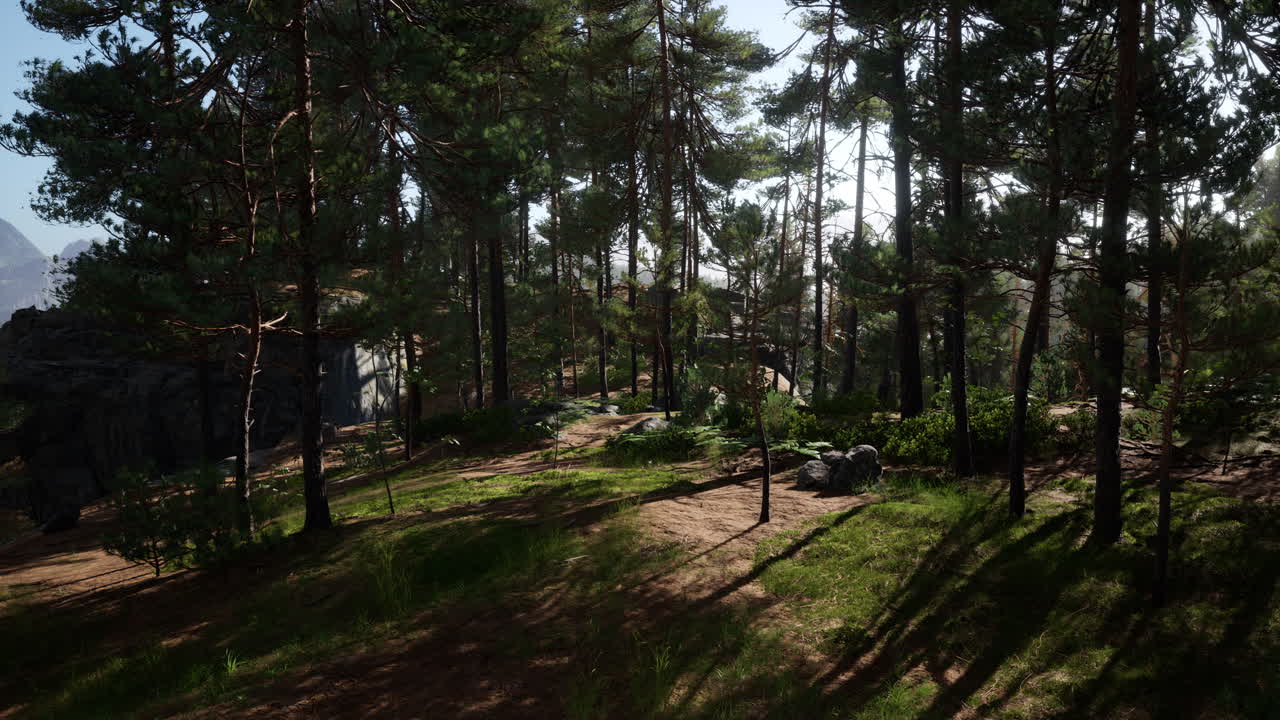 красивый вечнозеленый лес в горах