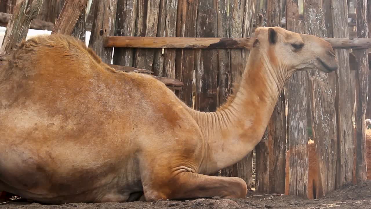 Camel slepping Africa- Green bio organic low waste smart agriculture - health Camel feeding in a home garden, indoor farming kenya Africa during covid 2020-2021 social distancing 2020 new year 2021.