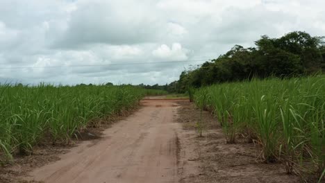 dolly in aerial drone shot flying down a small sand dirt road surrounded by fields of tropical green sugar cane growing in tibau do sul, rio grande do norte, brazil on a rainy overcast summer day