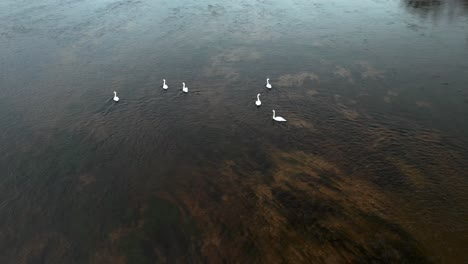 AERIAL:-Six-Swans-Swiming-Against-Current-in-Cold-River-Neris-in-Autumn-in-Lithuania
