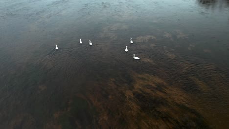 aerial: six swans swiming against current in cold river neris in autumn in lithuania