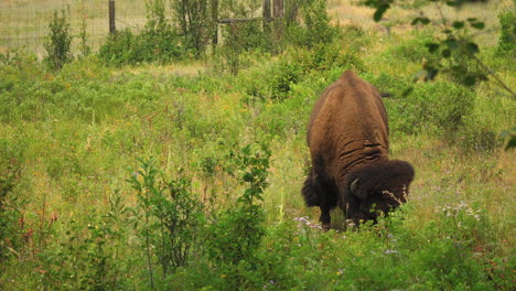 Pastoreo-De-Bisontes-Americanos-En-Pastizales,-Tiro-Frontal