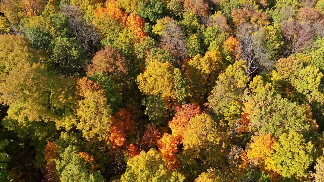 Texture of forest view from above. Beautiful orange and red autumn forest