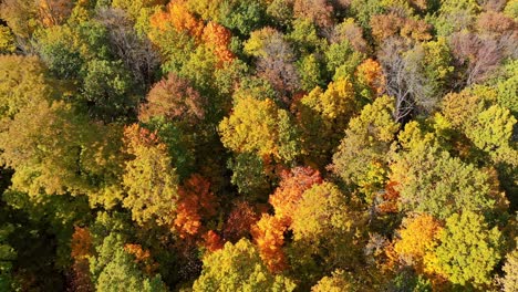 texture of forest view from above. beautiful orange and red autumn forest
