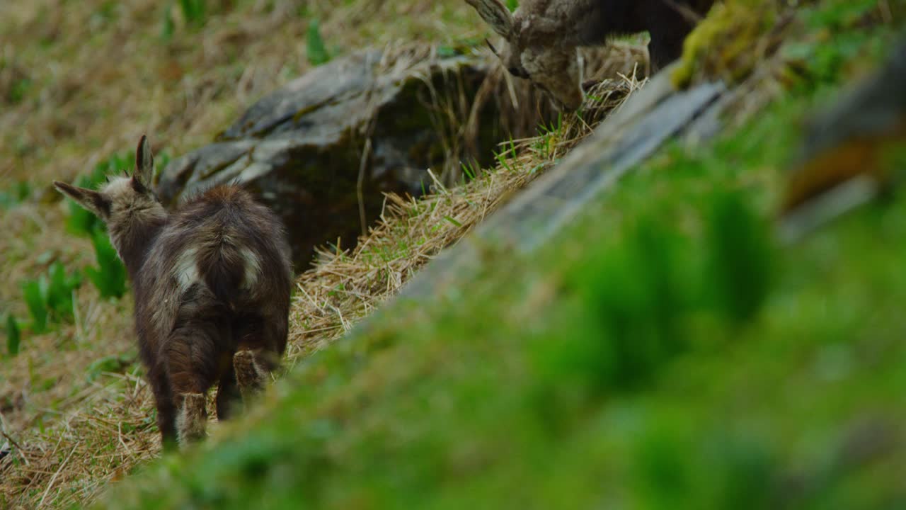 dos gamuzas recién nacidas están de pie en un prado empinado