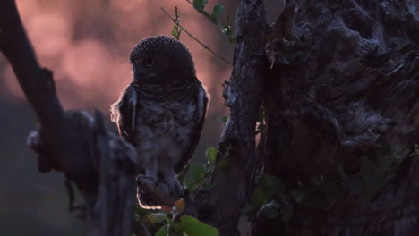 african barred owlet perched on a tree at dusk