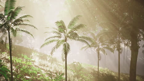 tropical rainforest with sunlight streaming through