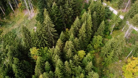 aerial hiking trail leading through forest tree grassy green mountain slope with in alps, innsbruck austria