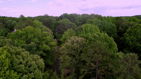 treetops oaks and deciduous tress in eastern united states