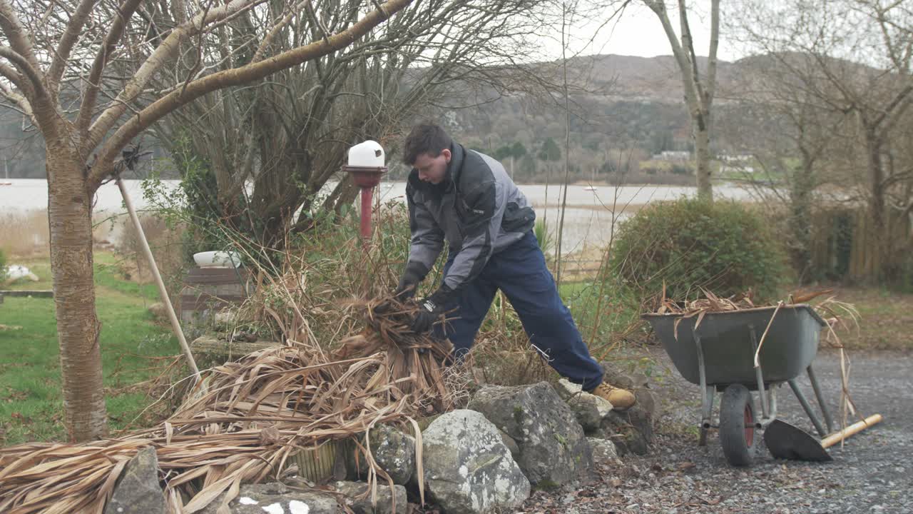 Ung mann fyller en trillebår med døde planter fra hagen